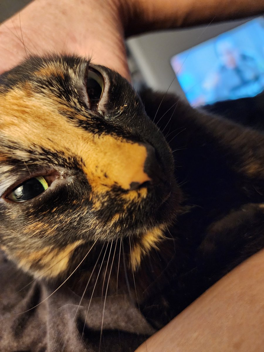 MessimerAmanda's tweet photo. @CatsHeld meet Zelda https://t.co/6EdsBESRjk