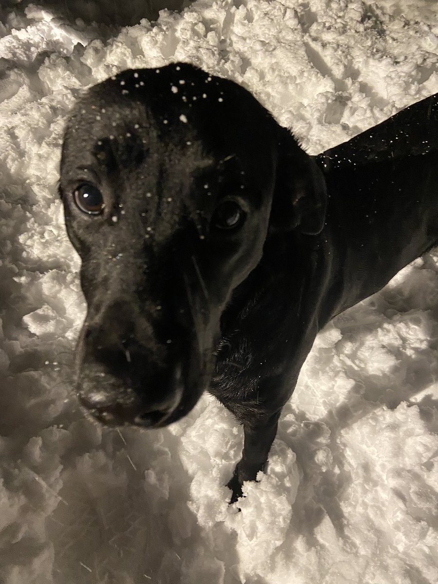 GraceAndee's tweet photo. When this face asks you to go play in the snow at 1am you gotta do it 🫡 https://t.co/T7wBw7DPTX