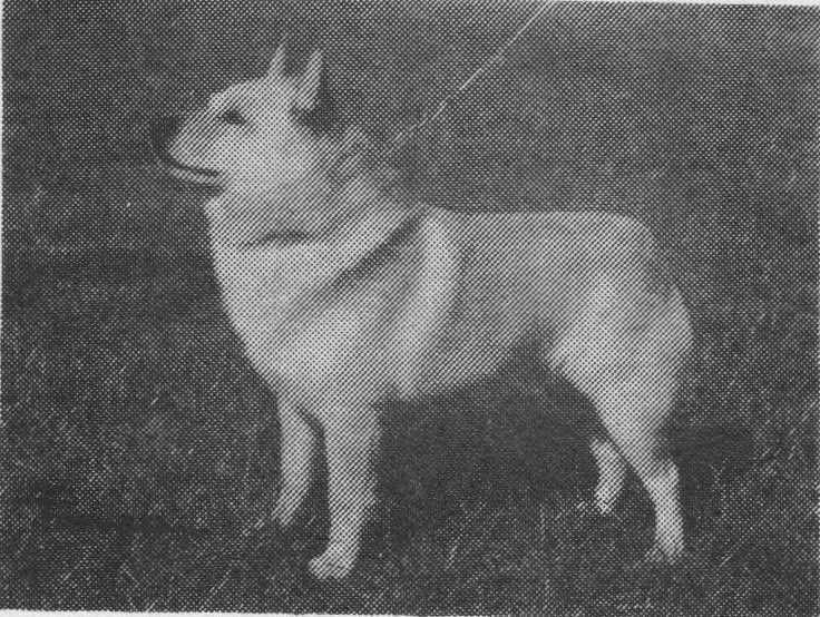 SchipperkeClub's tweet photo. 2024 we are celebrating 50 years since the first cream show champion. Tarnhows Little Captain. https://t.co/8cTjo6hAlC