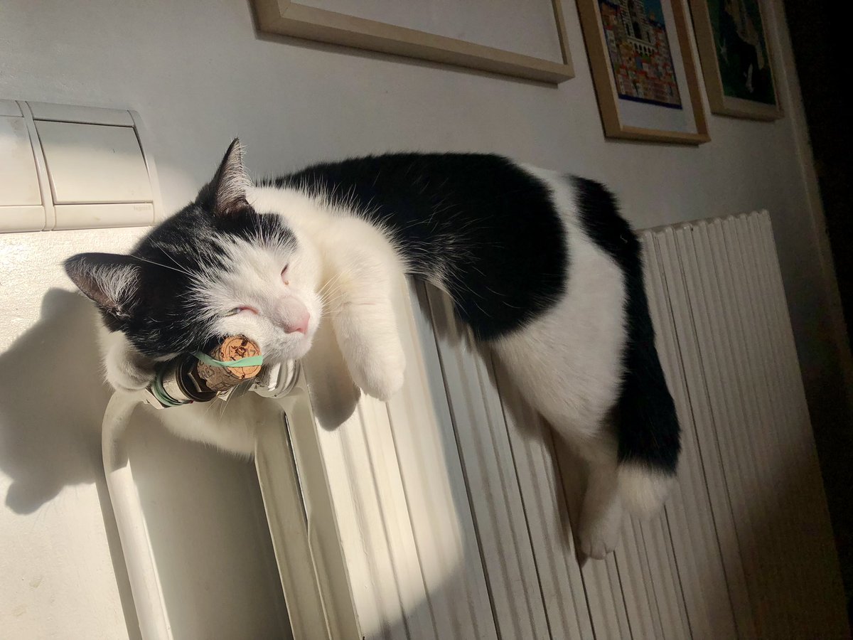 stefdunewspaper's tweet photo. Celle qui avait la meilleure place toujours (et qui te nargue quand tu bosses et que t’as eu que 30 minutes de pause)
The photo du jour du #chat avec vue imprenable sur la talentueuse réparation du radiateur par le chéri 
#cat #modehiver activé #chiller https://t.co/zw6nPLVoVt