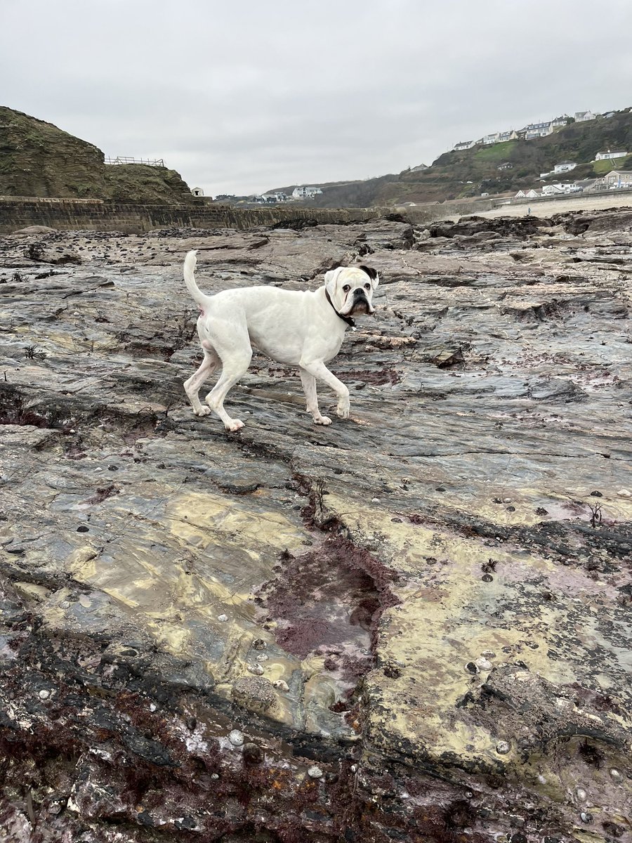 Brisk walk in the beach this morning! Bert didn’t think it was too cold. #Boxerdogs