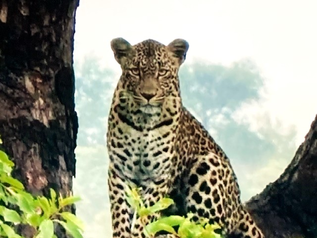 Chemelmar's tweet image. Hi Safarians😊
Sooo thankful to just be able to relax on sunset #wildearth bumble after quite a week🙃
I was lurking while dozing on sunrise safari, with #Tlalamba making her treetop #Caturday appearance.
Grabbed a sleepy phone pic of TV screen~she is so lovely😍