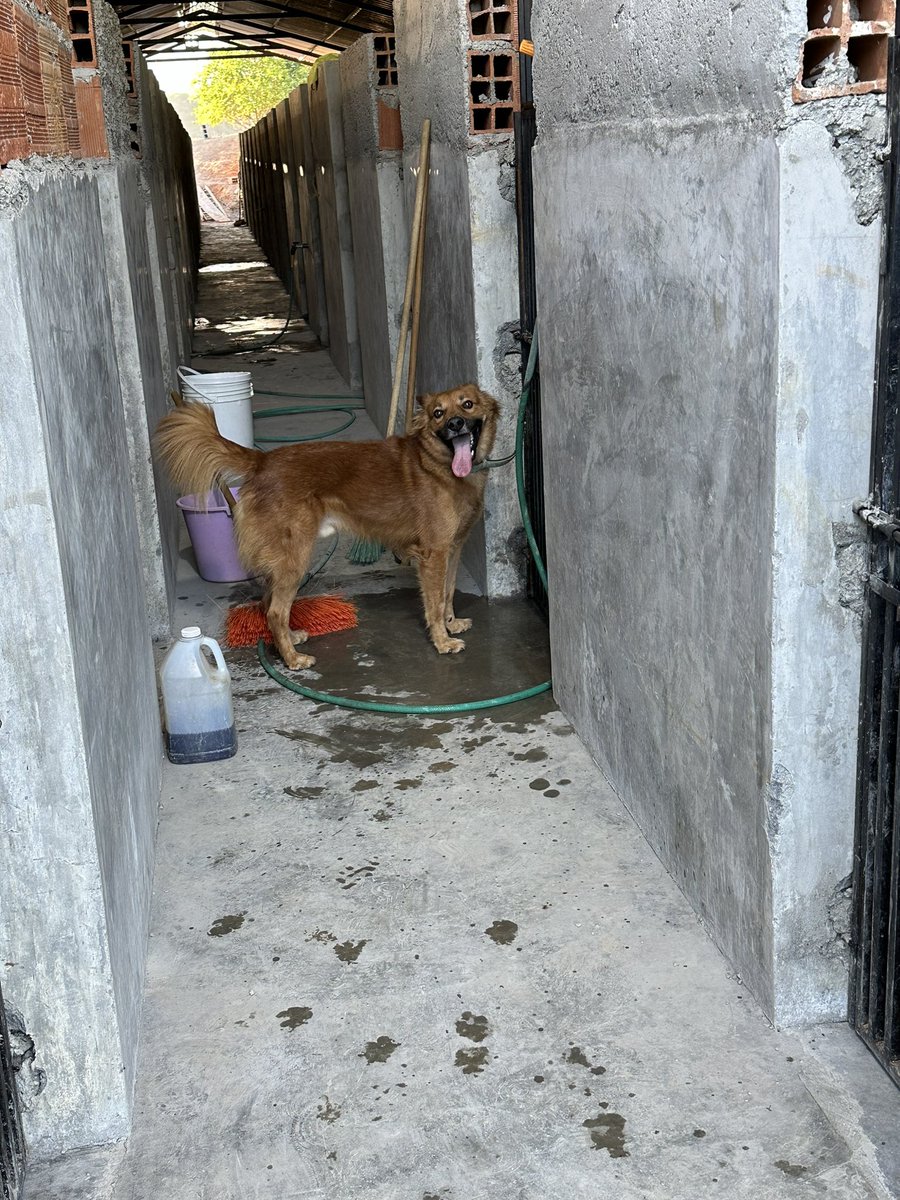 ayudemosapluto's tweet photo. We are happy and #BobbyAP shows you that this is definitely the case π We already have 18 beds π«Άπ» We have 17 left to sponsor. You dare? Each $39.99 but no matter what you can donate, it all adds up. https://t.co/4QbgOXGFdf https://t.co/Y5IyR6Tb5Z
