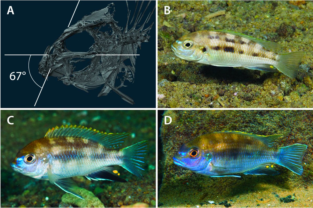 Out in Zootaxa: "Description of a rock-dwelling cichlid that re-invaded the sand substrate in Lake Malaŵi, Africa" from Konings, Miller &amp; Stauffer. #newspecies Pseudotropheus likomae below. doi.org/10.11646/zoota…