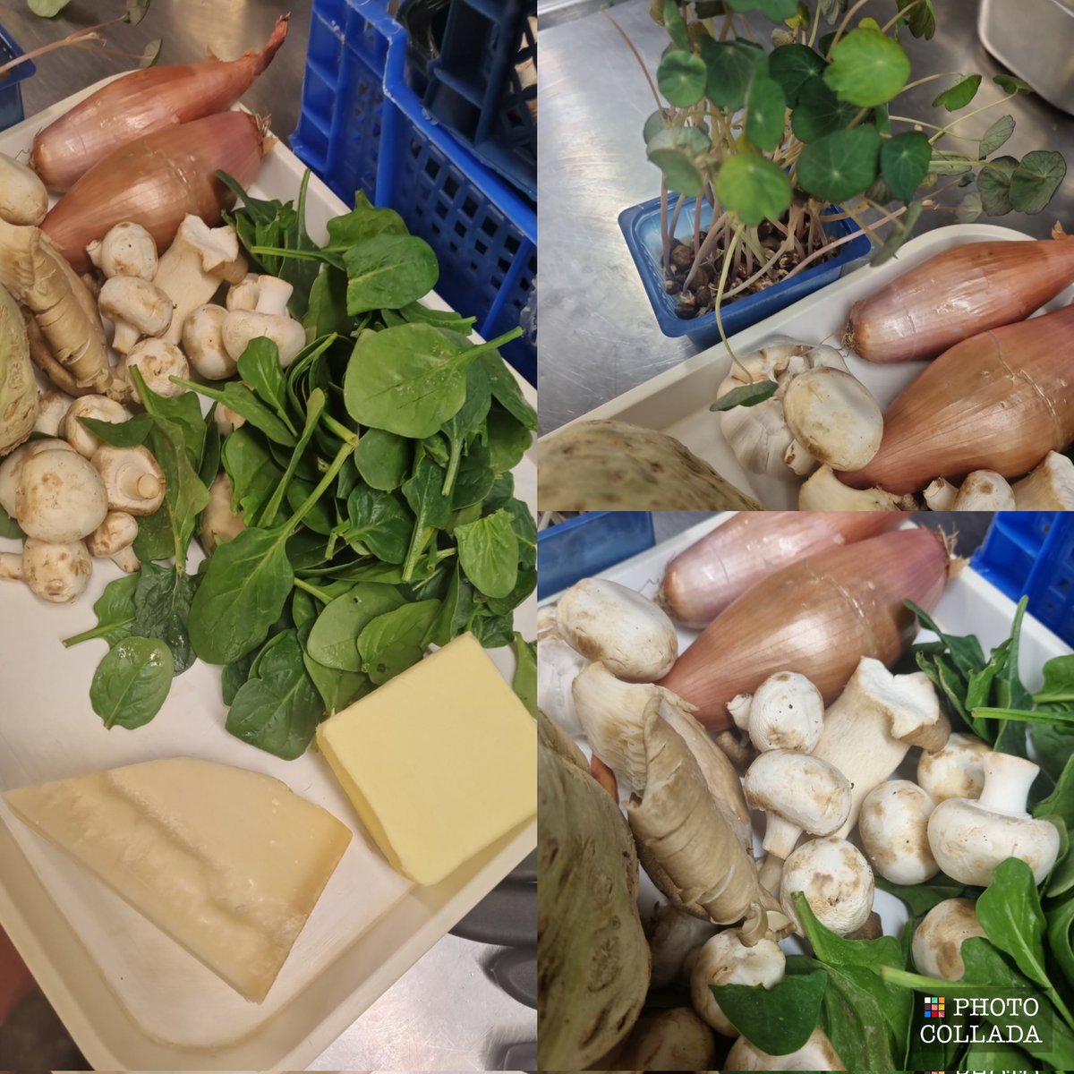 Steve West tweet media