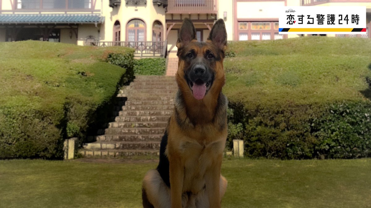 oshidoraEX's tweet photo. 【恋警護の番組Pリアタイ通信】

原湊の実家の犬は、フロイデ！

かっこいいシェパードです💙

凛々しくて、優秀なフロイデは辰之助に似ている！！

原湊のパソコンみたいにしたい方はこちらの画像をどうぞ！

#恋警護24
#恋警護

🐶🐶🐶🐶
#辰シェパ
#里夏ポメ

#かっこいいフロイデ https://t.co/sN1PNDdOma