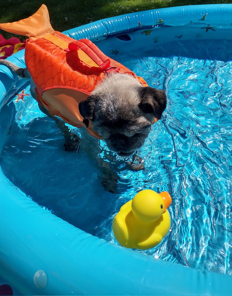 Who's idea was it to make #NationalRubberDuckyDay in the dead of winter🤔🥶❄️? We Ohioians will celebrate in the summer😄🌞! #WarmWishes #WarmVibes #HappySaturday #HappyWeekend #StayWarm #puglife #dogsoftwitter #pugsoftwitter #dogsofx #summer #memories