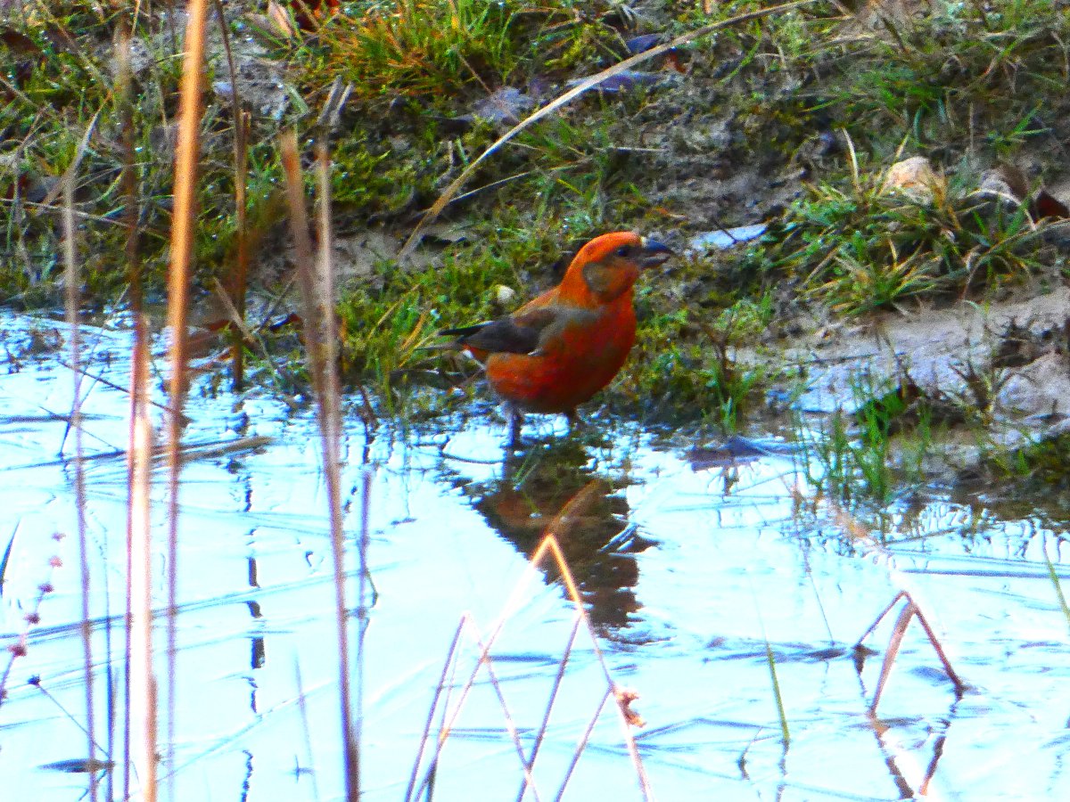 Splendid views, if a little distant, of at least eight Crossbills from the wildlife hide at Fineshade Wood this morning. <a href="/bonxie/">Mike Alibone</a> <a href="/FoFineshade/">Friends of Fineshade</a> <a href="/ForestryEngland/">Forestry England</a> #Northantsbirds