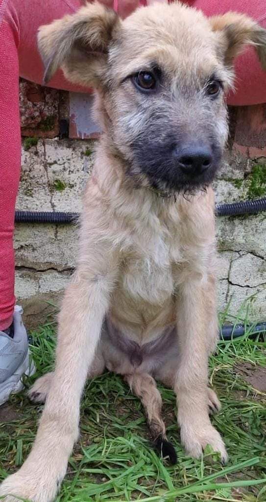 SilviaMylo's tweet photo. Cruces de pastor, serán medianos pero no enormes, no tienen posibilidad de que los adopten, la gente quiere perros de raza 😢 💔 
Si ellos pudieran saber que por no ser de raza los rechazan su corazón se rompería 💔
Pueblo de Huelva
657315050 https://t.co/QwtUKrukdZ