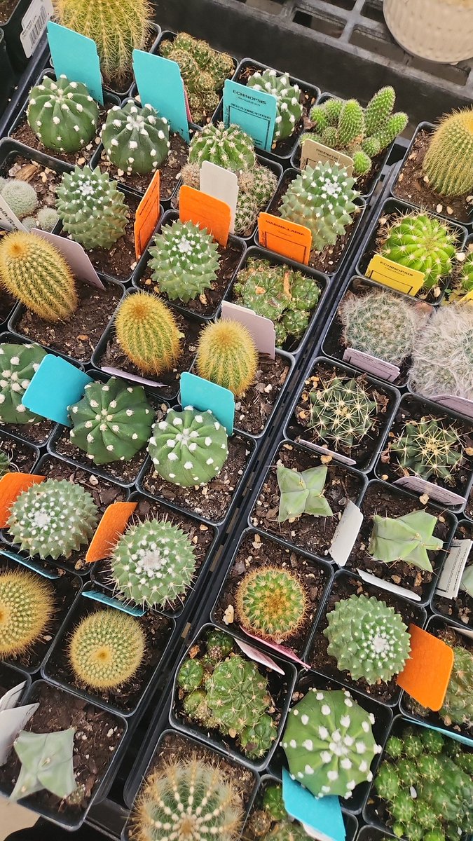 🌵💗