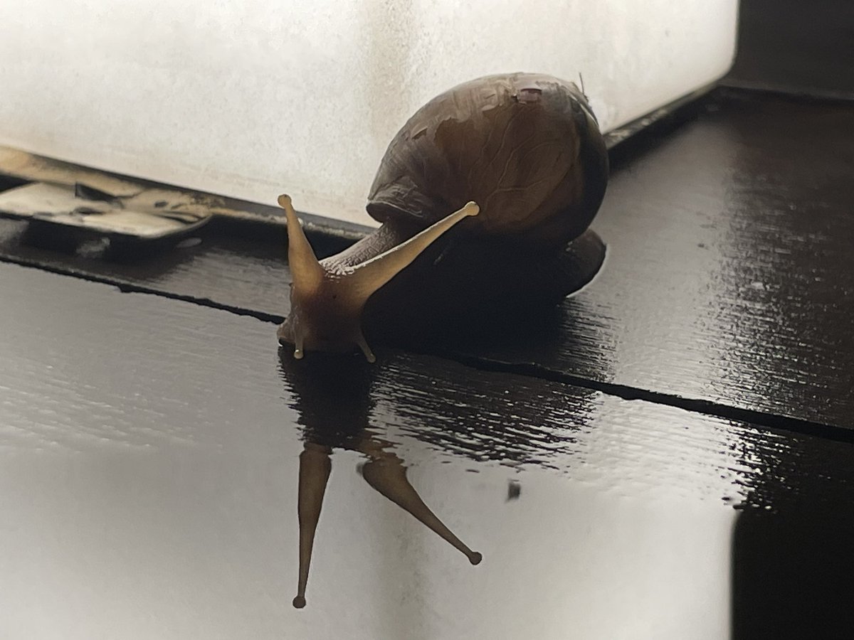 SONG3687818652's tweet photo. A snail taking a walk after the rain 🐌 https://t.co/B6Vu828n73