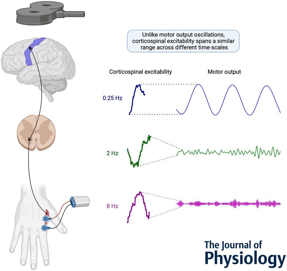 Journal of Physiology (@jphysiol) on Twitter photo <a href="/em4nmar/">Marco Emanuele</a>, <a href="/AleDausilio/">Alessandro D'Ausilio</a>, Koch, <a href="/lfadiga61/">luciano fadiga</a> (<a href="/UniFerrara/">Università Ferrara</a>) and <a href="/ali_tomassini/">Alice Tomassini</a> (<a href="/IITalk/">IIT</a>) show how corticospinal excitability is consistently modulated at macroscopic and microscopic scales, revealing a scale-invariant principle in the sensorimotor system!
📜buff.ly/47CeD2e <a href="/em4nmar/">Marco Emanuele</a>, <a href="/AleDausilio/">Alessandro D'Ausilio</a>, Koch, <a href="/lfadiga61/">luciano fadiga</a> (<a href="/UniFerrara/">Università Ferrara</a>) and <a href="/ali_tomassini/">Alice Tomassini</a> (<a href="/IITalk/">IIT</a>) show how corticospinal excitability is consistently modulated at macroscopic and microscopic scales, revealing a scale-invariant principle in the sensorimotor system!
📜buff.ly/47CeD2e