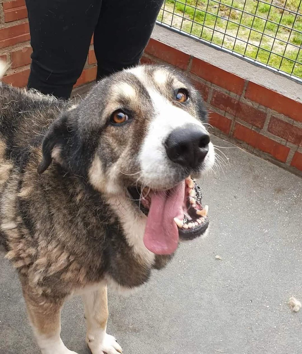 SilviaMylo's tweet photo. Bubú tiene 18 meses, muchos en la perrera nadie pregunta por él 😢
Cuando van las voluntarias y le toca, le sacan y se le olvida su miserable vida 💔
En la foto está fuera,casi las 24 horas está solito en su jaula  💔 
Perrera de Valladolid
una.nueva.vida.valladolid@gmail.com https://t.co/vy5Z5rt4oe