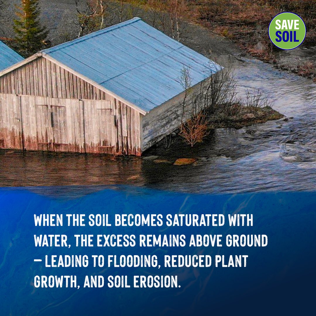 cpsavesoil's tweet photo. Beware of 🌊 waterlogging! It occurs when an area is flooded due to heavy rainfall ⛈️ or poor drainage, wreaking havoc on agriculture, 🚍transport, and 🏡 settlements. The soil's drainage capacity is compromised, reducing oxygen to plant roots, causing flooding, stunted growth, higher soil salinity, altered soil life, and erosion. Waterlogging can be combated by boosting soil organic matter, using raised beds, ensuring good drainage, and mulching.

Action now: https://t.co/uVnQCIZ3pr
#SaveSoil #SaveSoilFixClimateChange #SoilforClimateAction