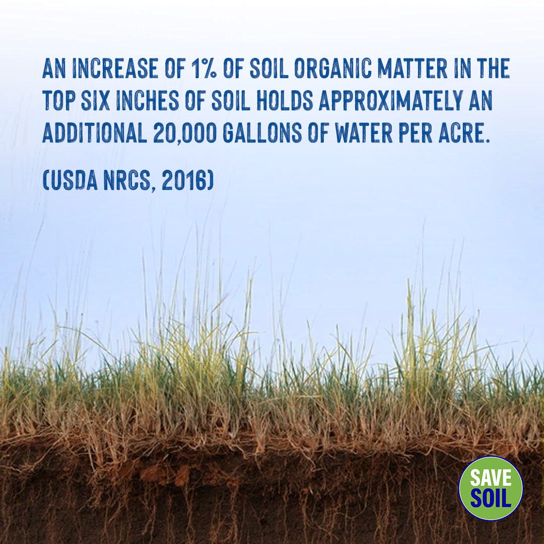 cpsavesoil's tweet photo. Beware of 🌊 waterlogging! It occurs when an area is flooded due to heavy rainfall ⛈️ or poor drainage, wreaking havoc on agriculture, 🚍transport, and 🏡 settlements. The soil's drainage capacity is compromised, reducing oxygen to plant roots, causing flooding, stunted growth, higher soil salinity, altered soil life, and erosion. Waterlogging can be combated by boosting soil organic matter, using raised beds, ensuring good drainage, and mulching.

Action now: https://t.co/uVnQCIZ3pr
#SaveSoil #SaveSoilFixClimateChange #SoilforClimateAction