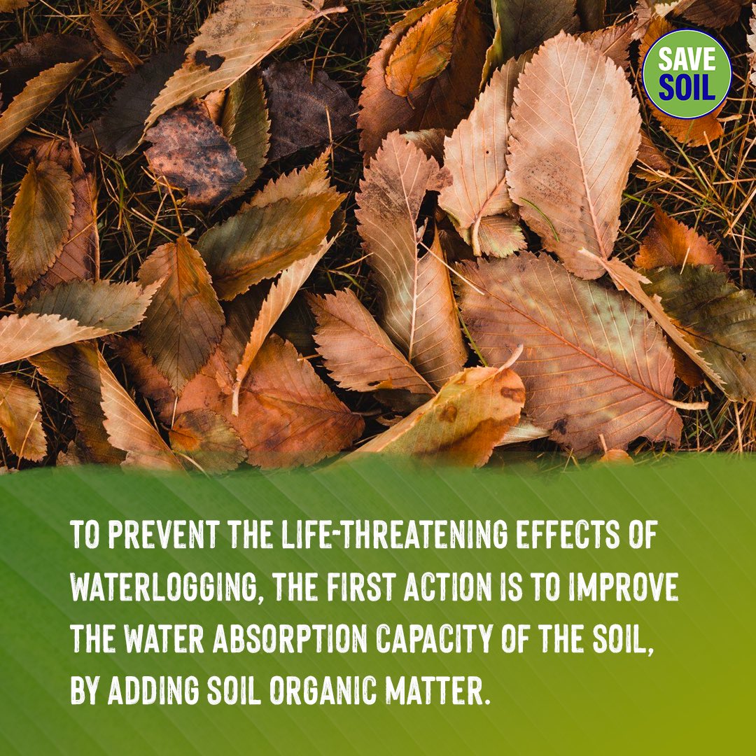 cpsavesoil's tweet photo. Beware of 🌊 waterlogging! It occurs when an area is flooded due to heavy rainfall ⛈️ or poor drainage, wreaking havoc on agriculture, 🚍transport, and 🏡 settlements. The soil's drainage capacity is compromised, reducing oxygen to plant roots, causing flooding, stunted growth, higher soil salinity, altered soil life, and erosion. Waterlogging can be combated by boosting soil organic matter, using raised beds, ensuring good drainage, and mulching.

Action now: https://t.co/uVnQCIZ3pr
#SaveSoil #SaveSoilFixClimateChange #SoilforClimateAction