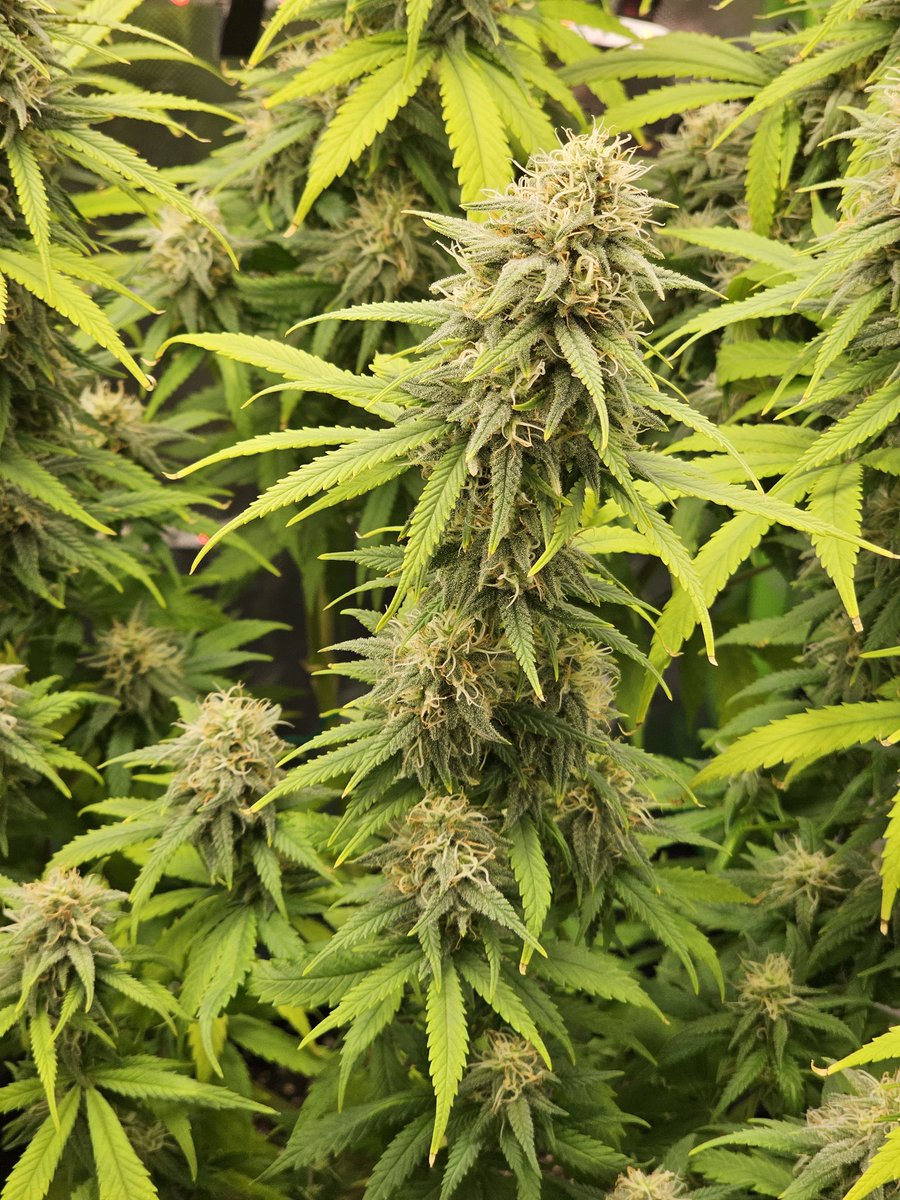growdaddydotcom's tweet photo. Is the #marshydro #tsl2000 @ 300 watts the "BEST" light for a 2x4 tent or is there a better light? #gorillaglue4 #ghosttrainhaze #herbieseeds #cannabis #grower #newgrowers https://t.co/Y1eAbKpZAf