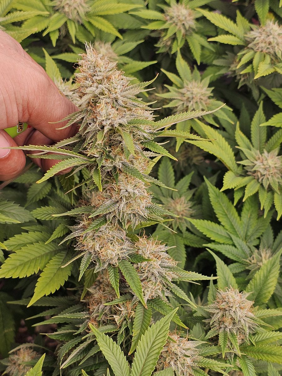 growdaddydotcom's tweet photo. Is the #marshydro #tsl2000 @ 300 watts the "BEST" light for a 2x4 tent or is there a better light? #gorillaglue4 #ghosttrainhaze #herbieseeds #cannabis #grower #newgrowers https://t.co/Y1eAbKpZAf