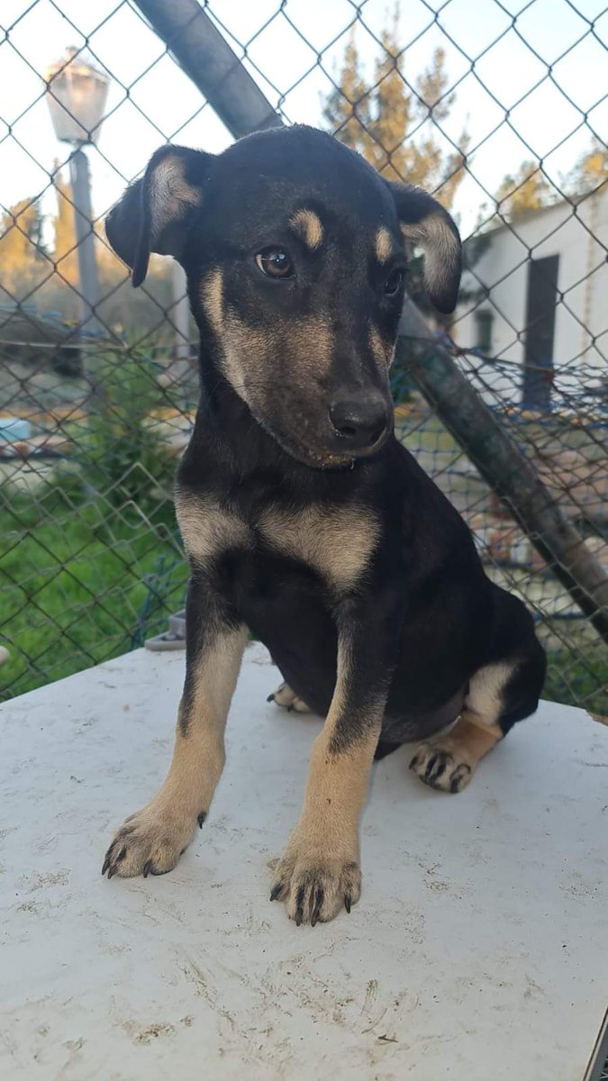 Tres meses y medio y no será inmenso, medianito y es muy bonito pero como no es de raza ni blanquito no le sale nada, nadie pregunta por él 😢 
Pueblo de Huelva
657315050
🙏 🔊 🔊 🔊 🔊 🔊 🔊