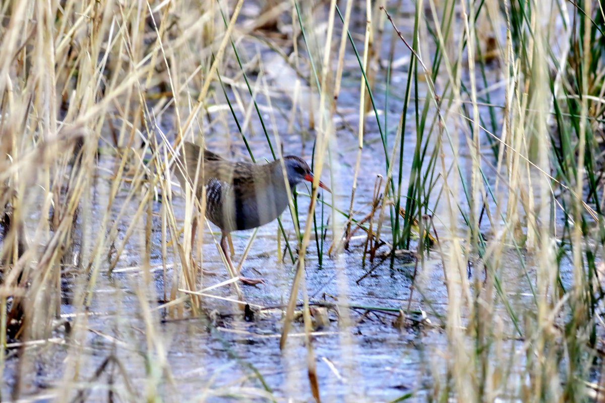 Eindelijk weer eens een zichtwaarneming van de #waterral prachtbeesten !