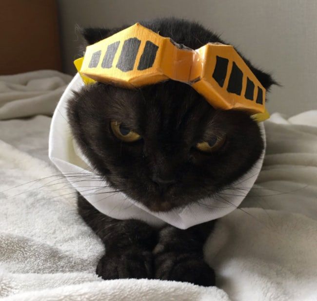 littleshota1's tweet photo. I found a kitty that looks like Mr Aizawa  walking home from school https://t.co/jod0mzippS