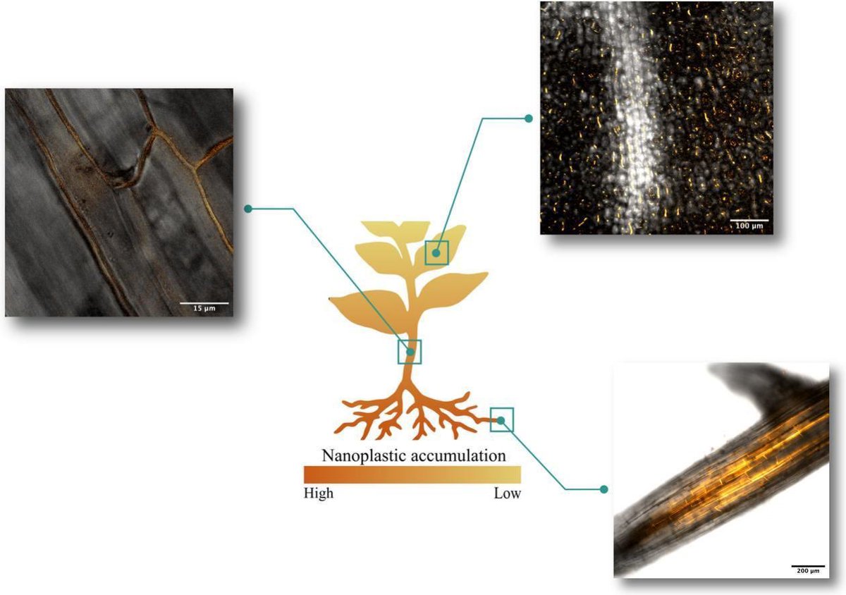 samdknowlton's tweet image. Agricultural soils are a major depository of nanoplastics.

Nanoplastics readily move from soil into crops, being taken up by roots and translocated throughout the plant, eventually ending up in the edible parts. 

Not only do nanoplastics hinder the physiology of plants, they…