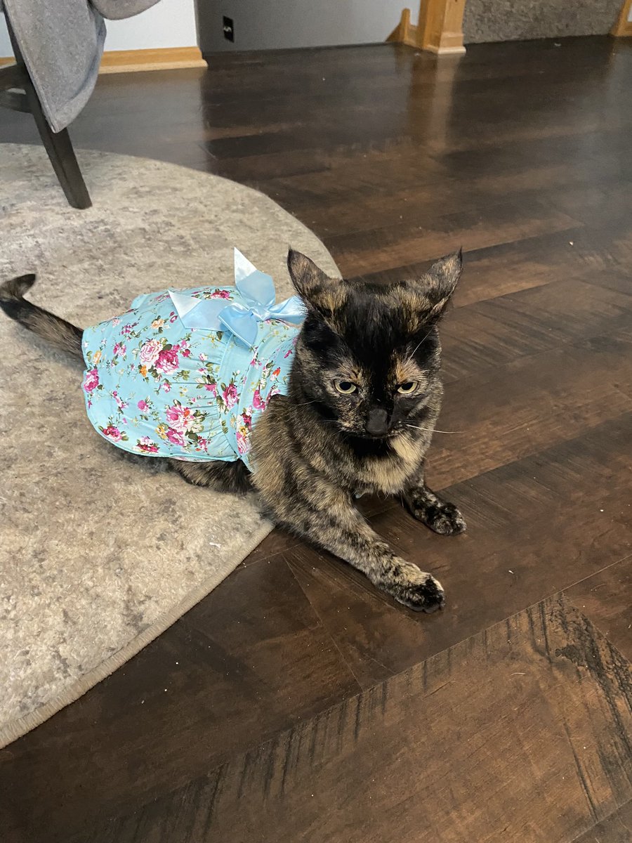 Little cat tweet media