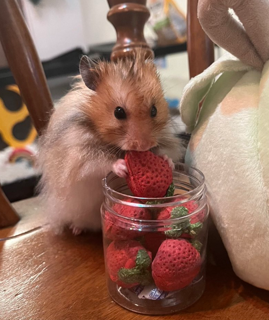 Hamster of the Day 🐹 tweet media