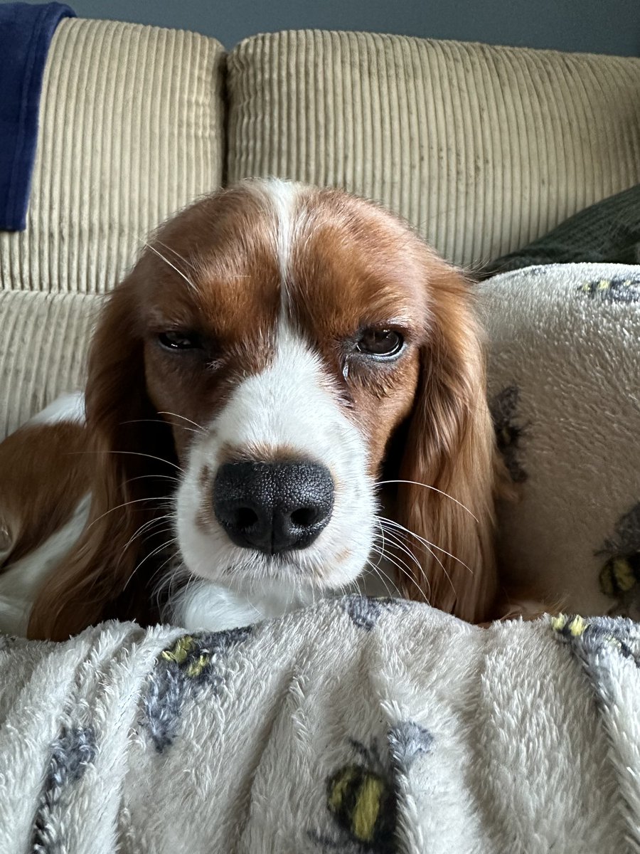 Me hoomans habs broken my Amber after all her hexicise. Anybody got any new batteries?