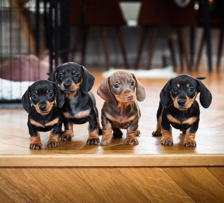 Can you guess which one I am? 🐶
#dachshund #Dachshunds #minidachshund