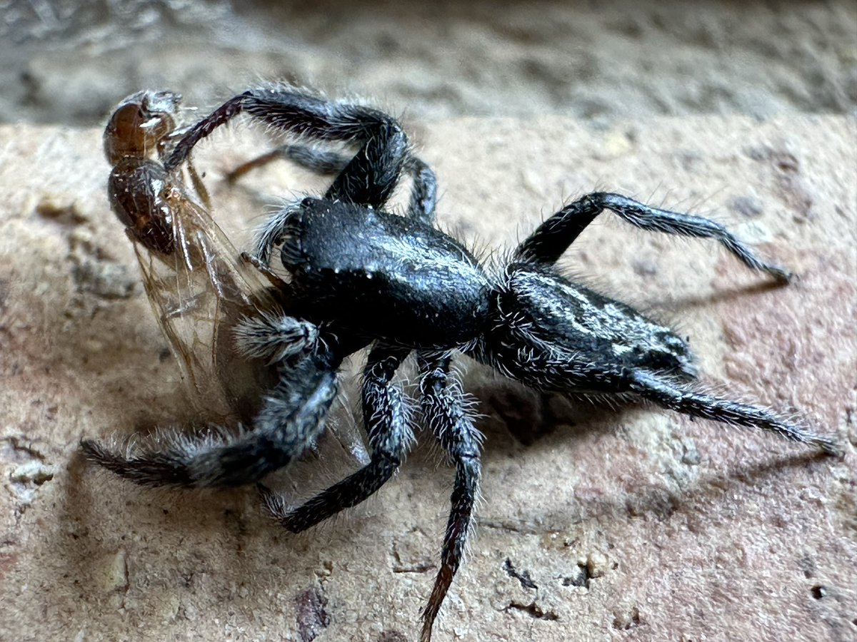 MRI_Shihab's tweet photo. Amazing spider. 🕷️ #spider https://t.co/9eZFVp2a2T
