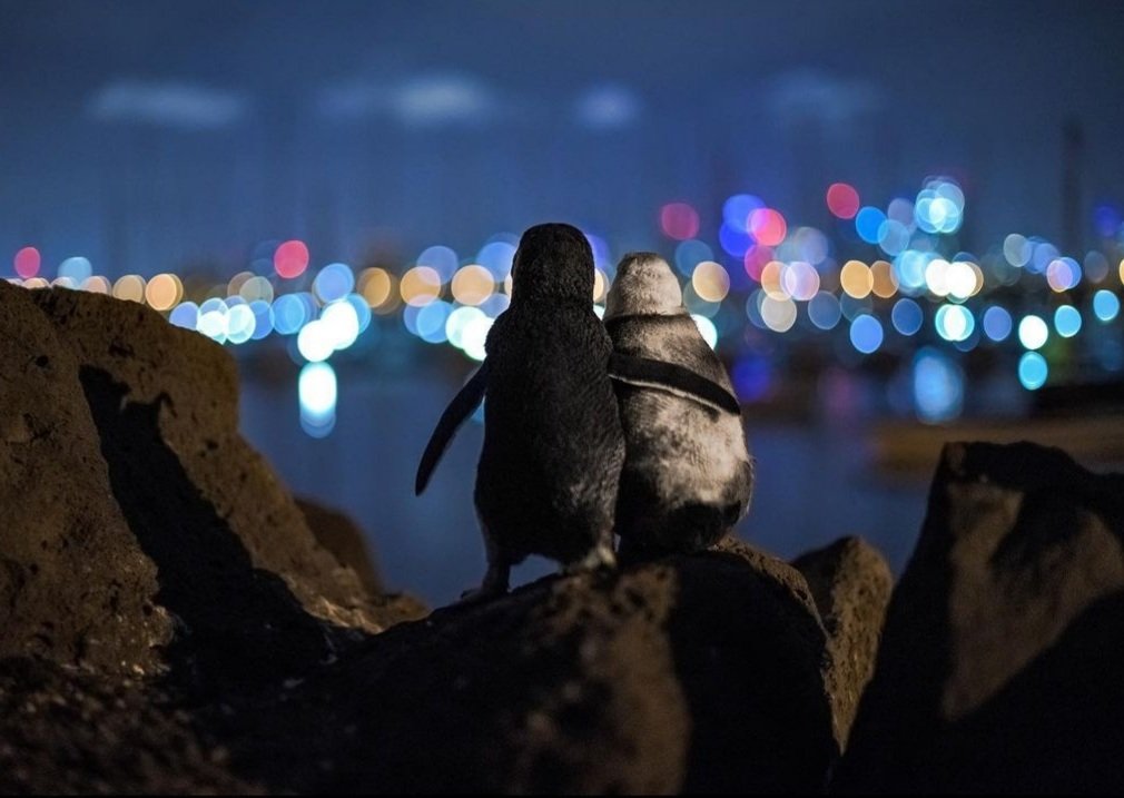 yetkisizherif's tweet photo. Fotoğrafçı Tobias Baumgaertner, eşlerini kaybettikten sonra birbiriyle tanışan bu penguenlerin her gün aynı yerde buluştuklarını ve saatlerce şehrin ışıklarını izleyerek vakit geçirdiklerini söylüyor. Bu anları kayda alabilmek için penguen kolonisiyle üç gece geçirmiş. https://t.co/DrFUk6Cvmn