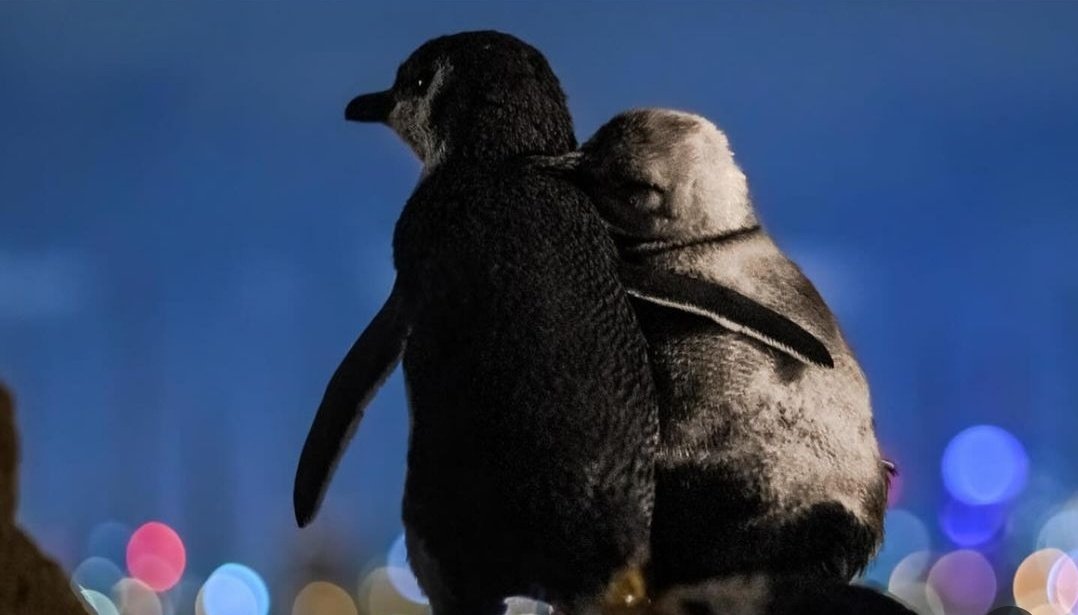 yetkisizherif's tweet photo. Fotoğrafçı Tobias Baumgaertner, eşlerini kaybettikten sonra birbiriyle tanışan bu penguenlerin her gün aynı yerde buluştuklarını ve saatlerce şehrin ışıklarını izleyerek vakit geçirdiklerini söylüyor. Bu anları kayda alabilmek için penguen kolonisiyle üç gece geçirmiş. https://t.co/DrFUk6Cvmn
