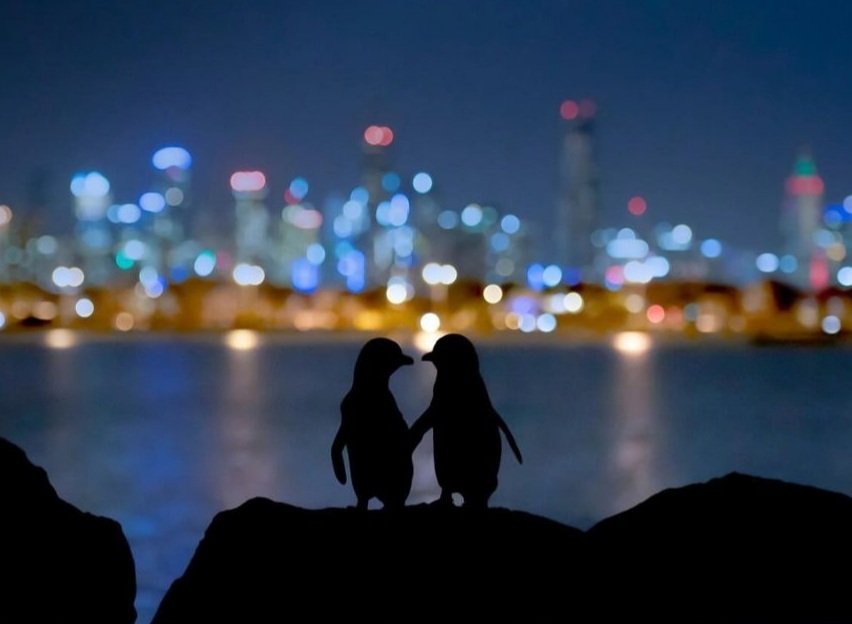 yetkisizherif's tweet photo. Fotoğrafçı Tobias Baumgaertner, eşlerini kaybettikten sonra birbiriyle tanışan bu penguenlerin her gün aynı yerde buluştuklarını ve saatlerce şehrin ışıklarını izleyerek vakit geçirdiklerini söylüyor. Bu anları kayda alabilmek için penguen kolonisiyle üç gece geçirmiş. https://t.co/DrFUk6Cvmn
