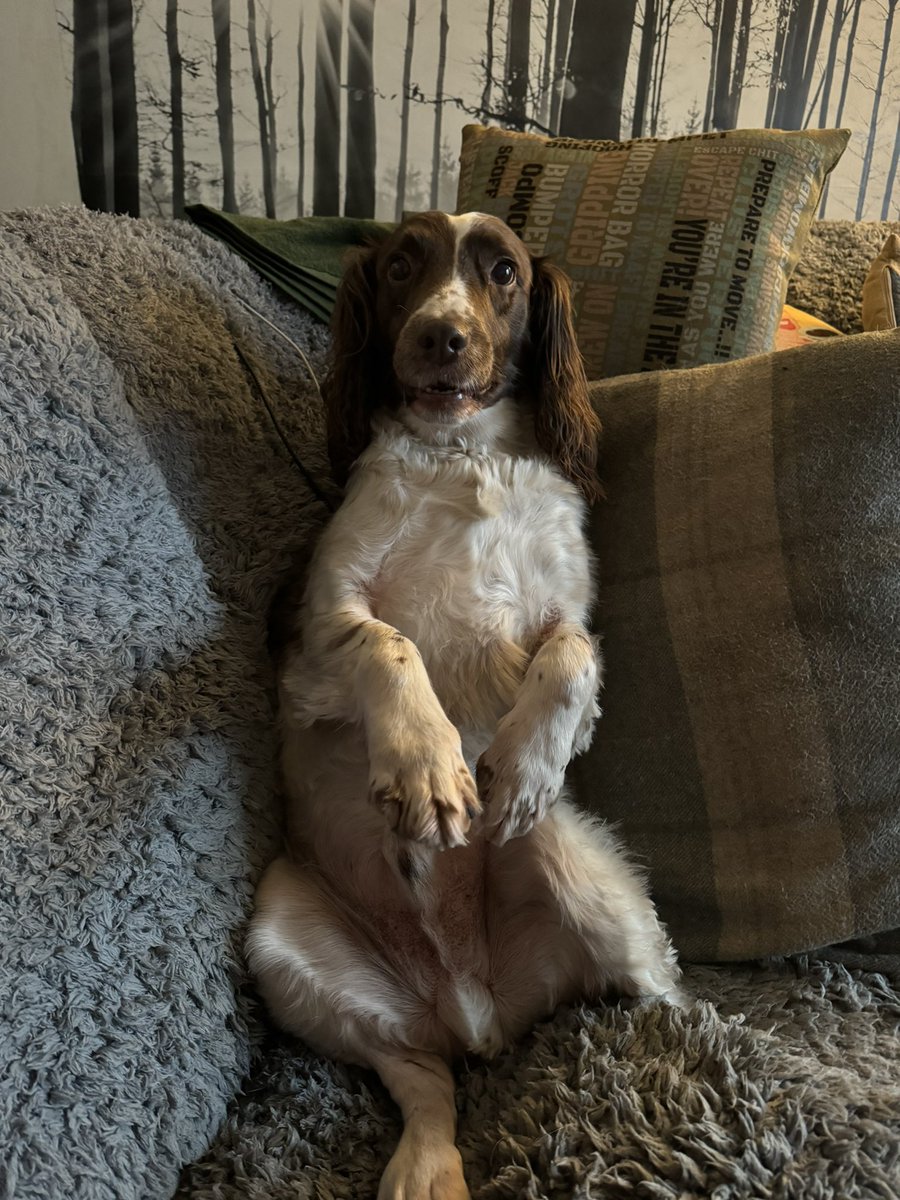 Err dad you’re ignoring my best meerkat impression