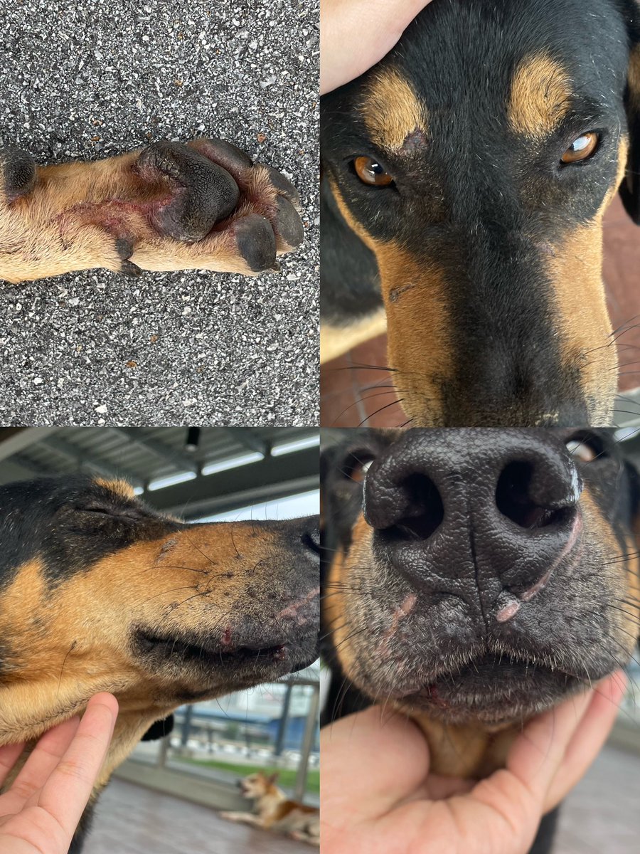 tunksamrh's tweet photo. DONATIONS NEEDED FOR MY STRAY DOG, TOMMY 🙏 I have been taking care of a group of strays, one of them went missing and came back really weak with injuries + abscess filled with pus. Total bill is RM1.7k including neutering cost. Bill and QR code included, appreciate any amount 🥹 https://t.co/nfkijZGkyx