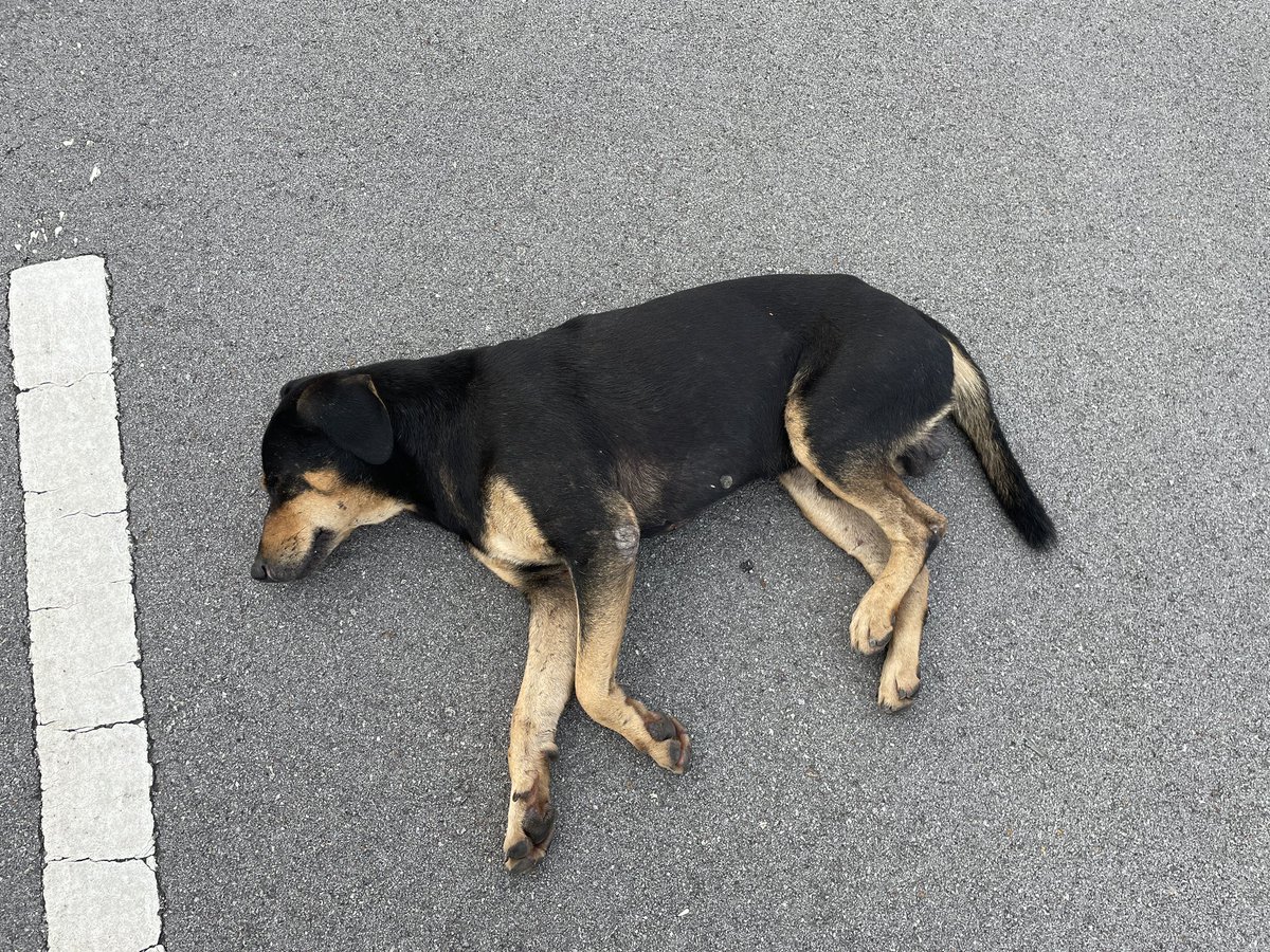 tunksamrh's tweet photo. DONATIONS NEEDED FOR MY STRAY DOG, TOMMY 🙏 I have been taking care of a group of strays, one of them went missing and came back really weak with injuries + abscess filled with pus. Total bill is RM1.7k including neutering cost. Bill and QR code included, appreciate any amount 🥹 https://t.co/nfkijZGkyx