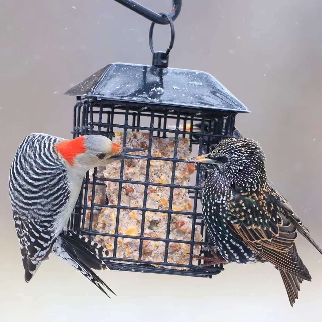 Unfortunately, Mrs. Red-bellied Woodpecker had to contend with a starling for breakfast this morning...
#redbelliedwoodpeckers #redbelliedwoodpecker #mrswoodpecker #starlings #starling #suetlovers #suetfeeders #suetfeeder #peanutsuet #birding #ohiobackyardbirding #backyardbirding
