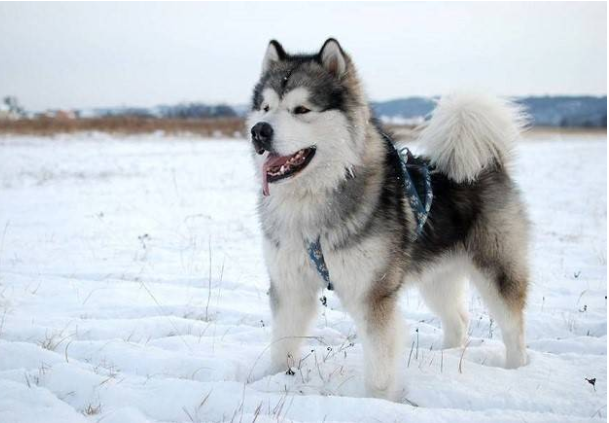 more_ambitions's tweet photo. The Alaska Malamute is a large sled dog breed. An adult Alaska looks like a real wolf, they have thick and soft fur.

This giant ball of cotton is on the list of the cutest puppies in the world with a hyperactive personality and affection for its owner. However, Vietnam's hot weather can easily cause Alaska to suffer from heat stroke and illness.