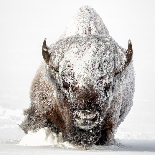 AmericanIndian8's tweet photo. Morning from Yellowstone 
#INDIGENOUS #TAIRP https://t.co/lXp2MGuoxK