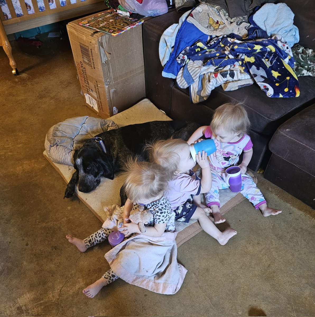 stepheneasley's tweet photo. These girls love to torture Clyde lol #triplets #tripletgirls https://t.co/9Ji3bsj5Ex