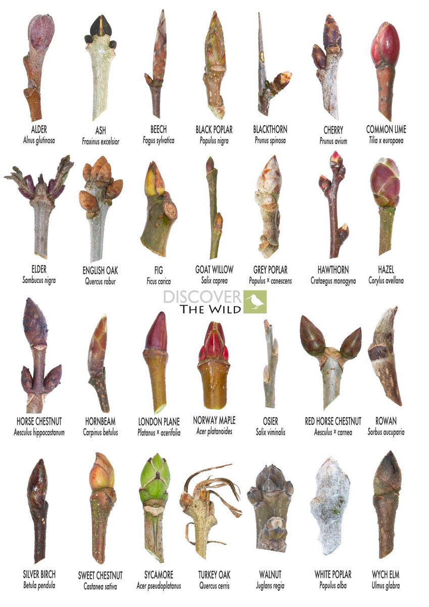 Great winter tree ID sheet from @DiscovertheWild 🌳