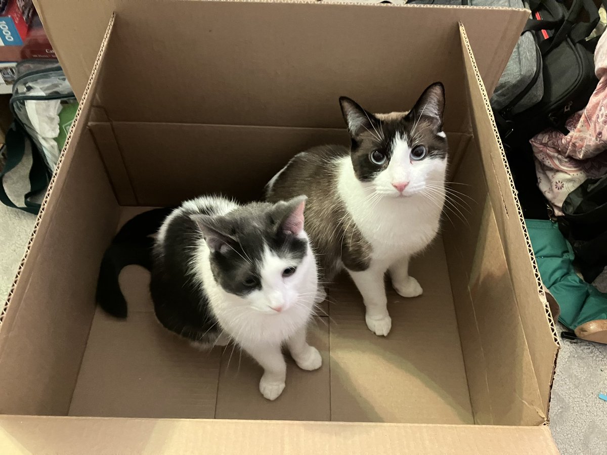 Supernothing47's tweet photo. @Chewy Pepper and Grumpy got new carriers. But more importantly, a new box to sit in! https://t.co/3x04cdsk9C