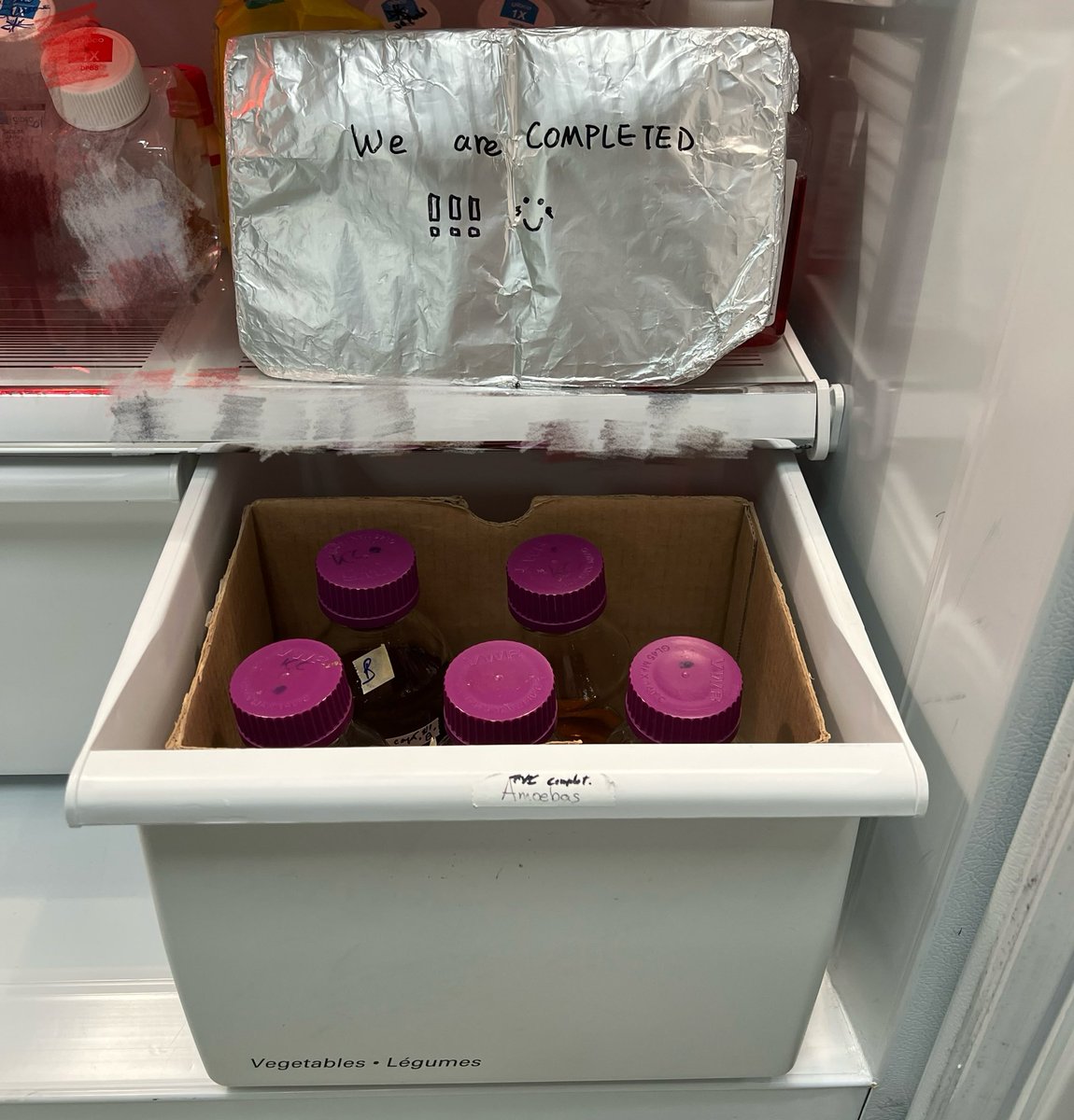 shanfrombeijing's tweet photo. Despite the extreme weather outside, our amoebas are in good conditions!!!! Their food is freshly “cooked” 🤤 and they are fully prepared for “eating” 👩🏻‍🔬👩🏻‍🔬 https://t.co/fANwT1H5lt