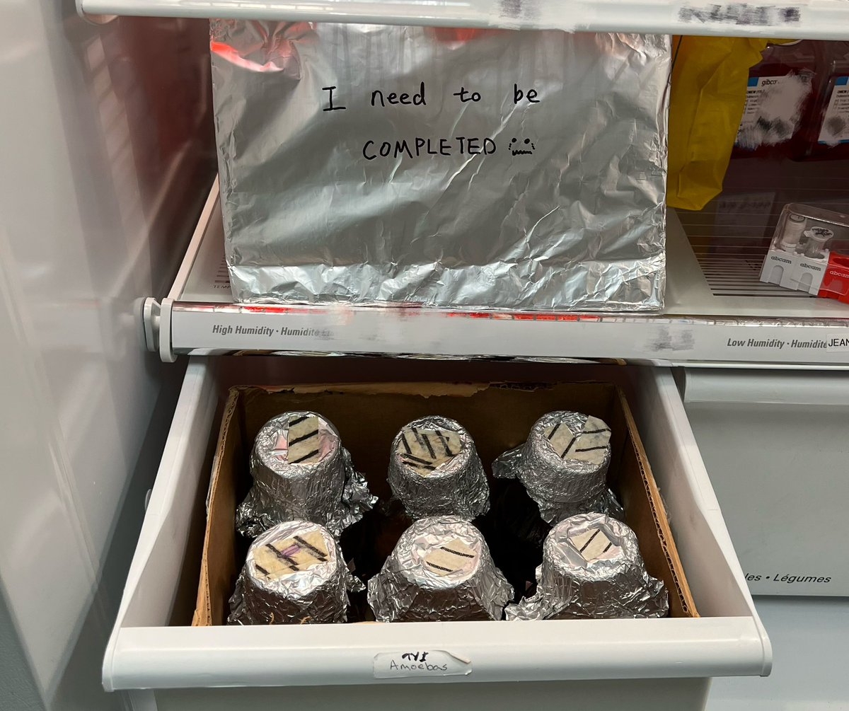 shanfrombeijing's tweet photo. Despite the extreme weather outside, our amoebas are in good conditions!!!! Their food is freshly “cooked” 🤤 and they are fully prepared for “eating” 👩🏻‍🔬👩🏻‍🔬 https://t.co/fANwT1H5lt