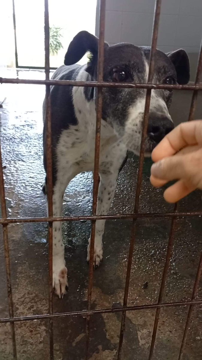 SilviaMylo's tweet photo. Que Epi siga allí pasando frío y sufriendo después de una vida miserable es terrible 😢 💔
Es un abuelito inocente que nunca ha tenido una familia que lo quiera 😢
Perrera de Jerez
652221178
699 73 13 30
🆘 😢 🆘 😢 🆘 😢 🆘 😢 
🔊 🔊 🔊 🔊 🔊 🔊 🔊 🔊 https://t.co/xFPKKWV2DJ