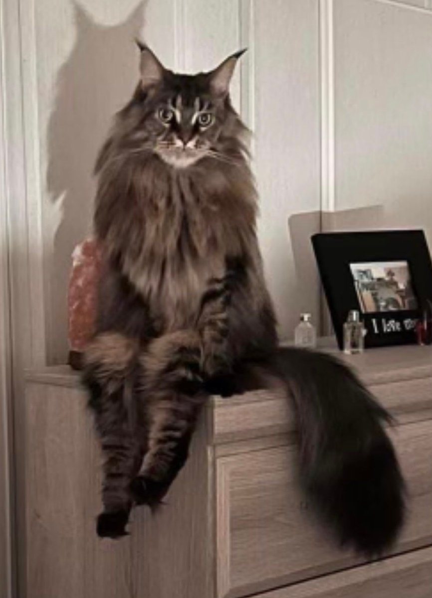 ShouldHaveCat's tweet photo. wyd if you come home to this https://t.co/T5gqGbF0d6