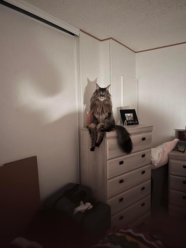 ShouldHaveCat's tweet photo. wyd if you come home to this https://t.co/T5gqGbF0d6