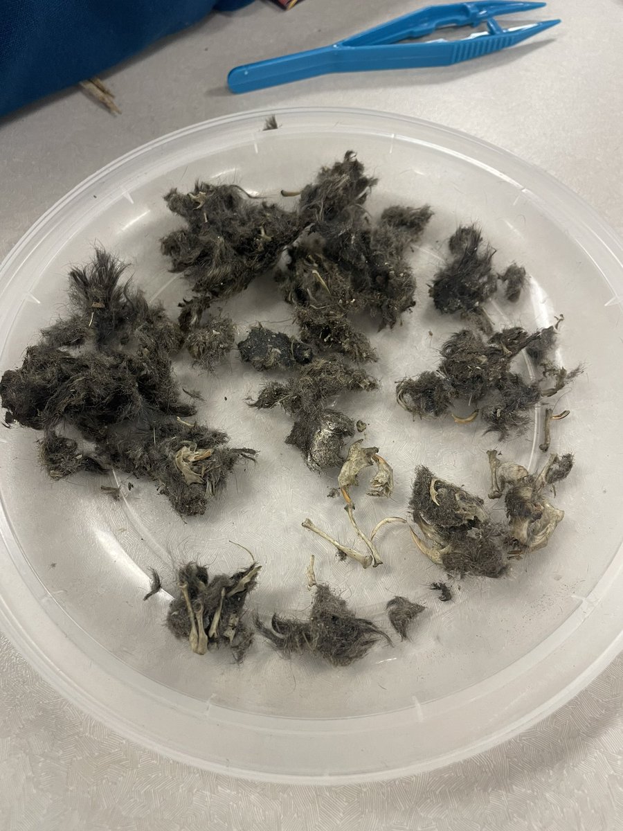 We dissected some “mystery pellets” in class on Friday. Safe to say any age would love doing this activity to learn more about inquiry based learning!