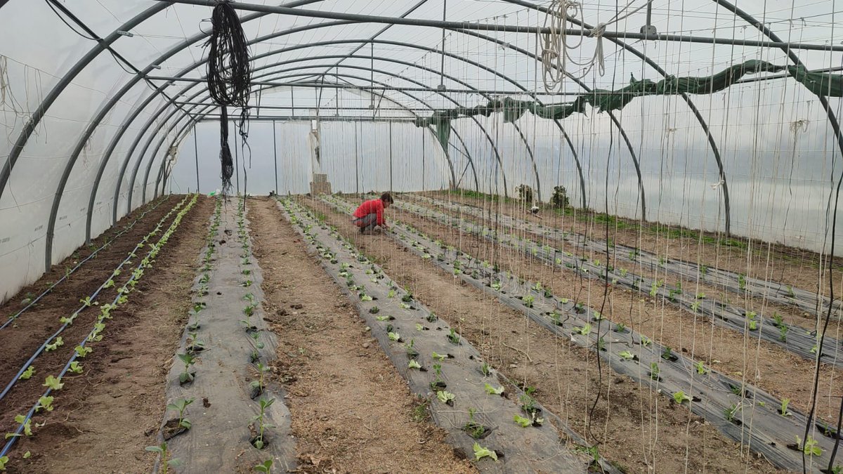 Una de habas, guisantes, espinacas, lechugas...